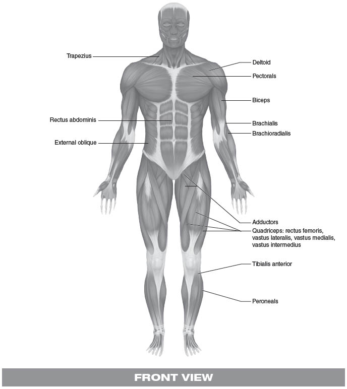 T o understand how the body works in powerlifting you first must understand - photo 3