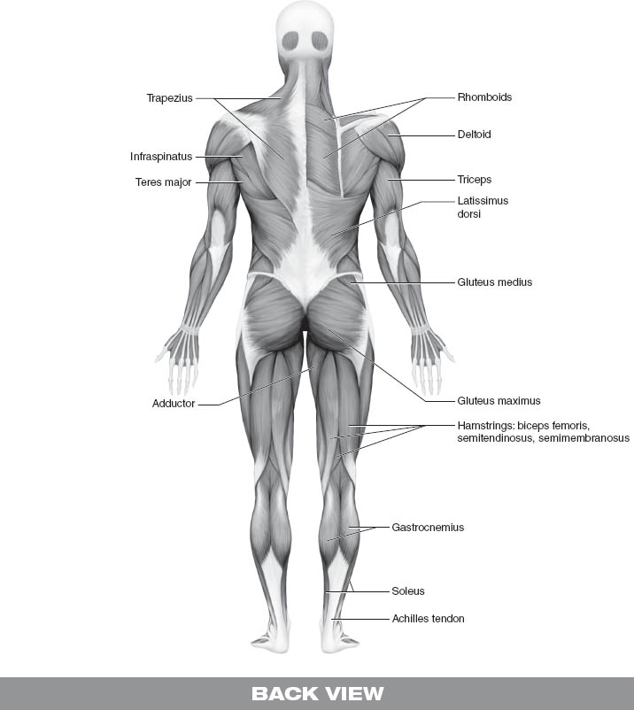T o understand how the body works in powerlifting you first must understand - photo 4