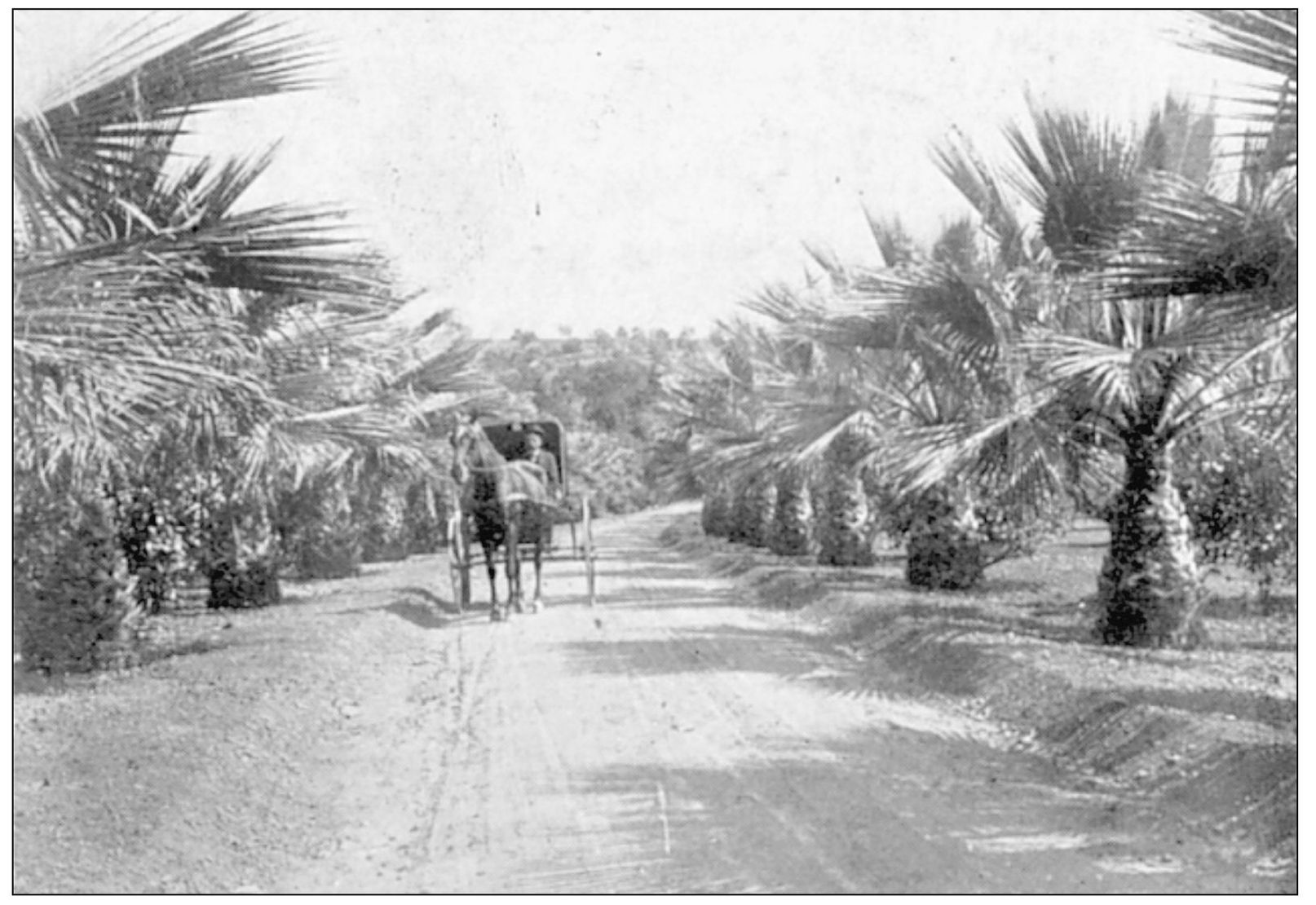 PALM DRIVE IN HOLLYWOOD In 1904 there were only three automobiles in the - photo 3