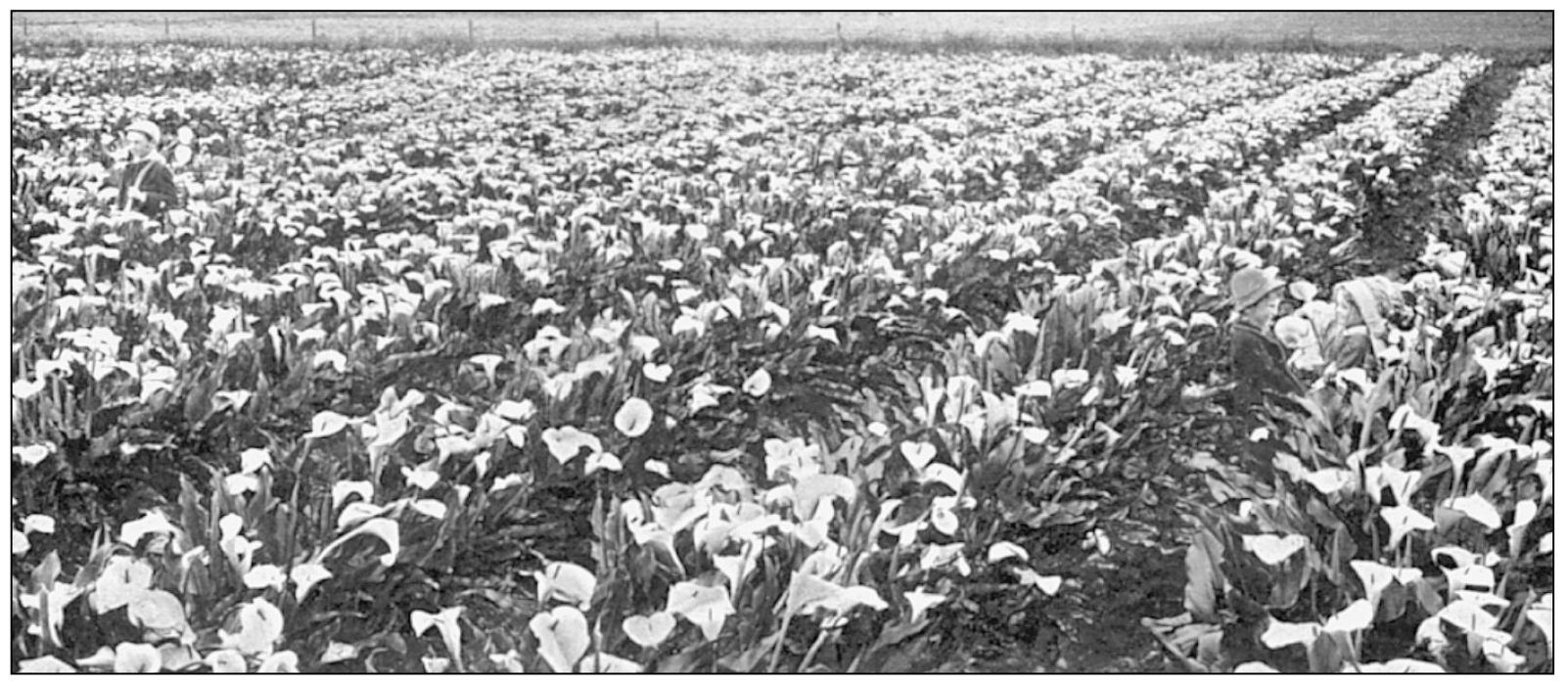 A CALLA LILY FIELD IN CALIFORNIA This is a wonderful view of several children - photo 6