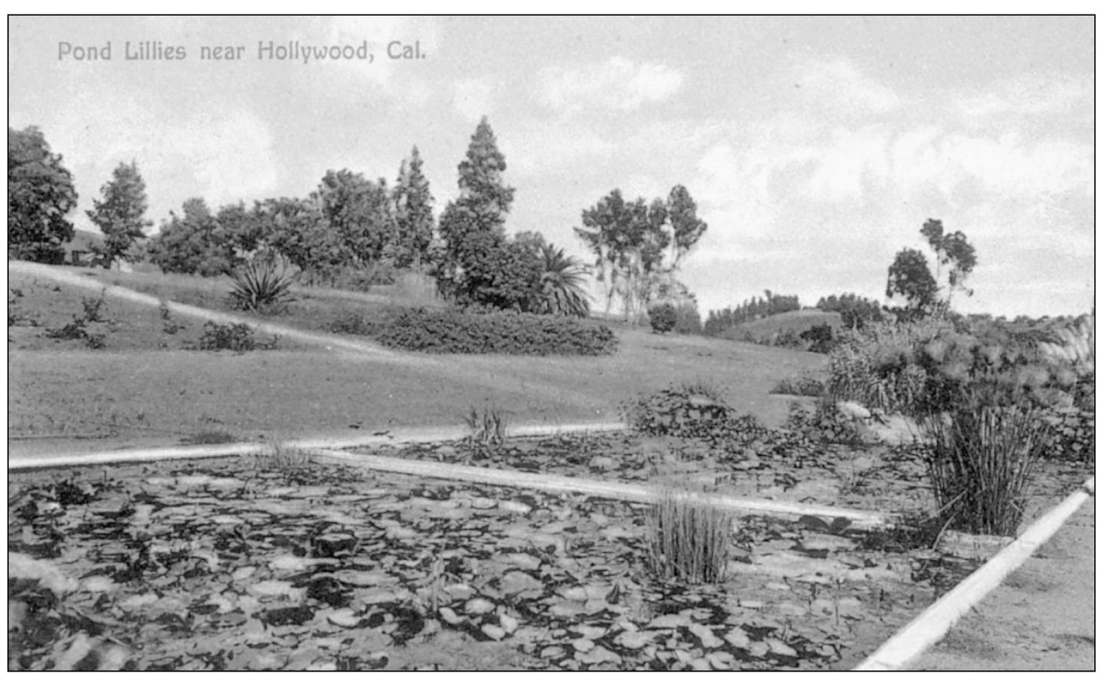 POND LILIES NEAR HOLLYWOOD This is Edmund Sturtevants garden of water lilies - photo 9