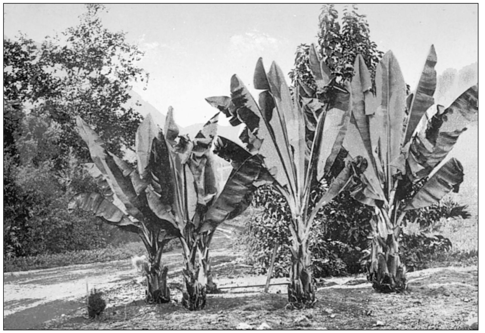 BANANA TREES ON GENERAL OTIS ESTATE NEAR HOLLYWOOD General Otis was the editor - photo 10