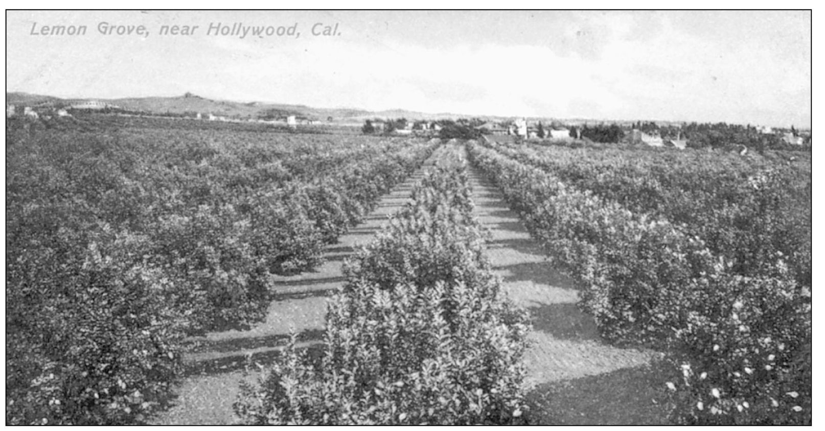 LEMON GROVE NEAR HOLLYWOOD Hollywood was not only known for beautiful - photo 11