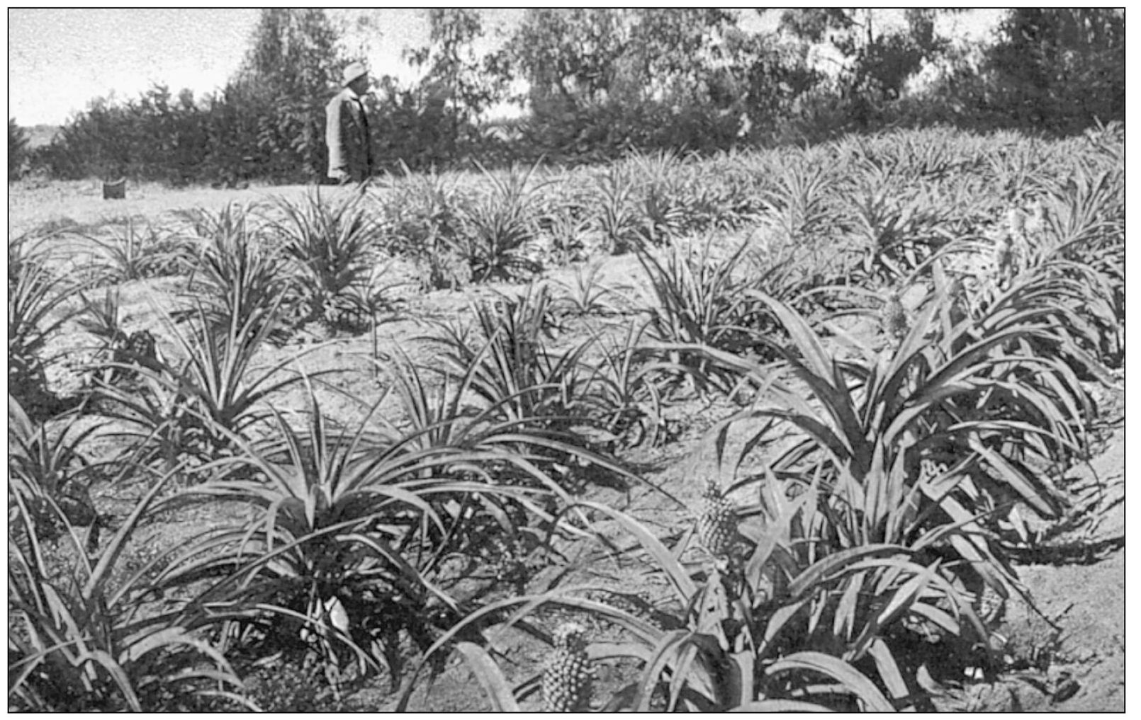 A PINEAPPLE FIELD IN CALIFORNIA Here a farmer looks over his field in the - photo 12