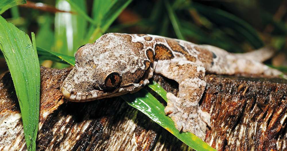 Flying gecko Maliau Basin JASON ISLEY - SCUBAZOOGETTY IMAGES Sarawaks - photo 7