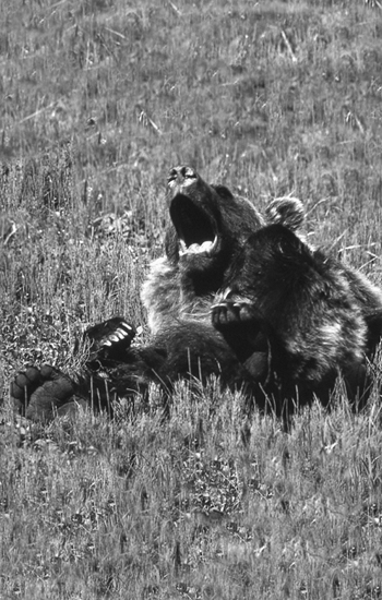 Sleepy bears yawn but during an encounter with another bear or a person - photo 6