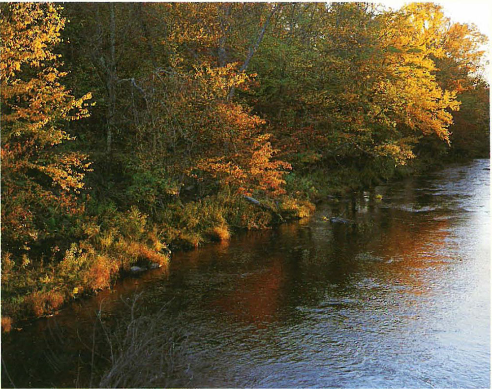 Enricos Zen Quartet Along the Beaverkill where I have fished for thirt - photo 13