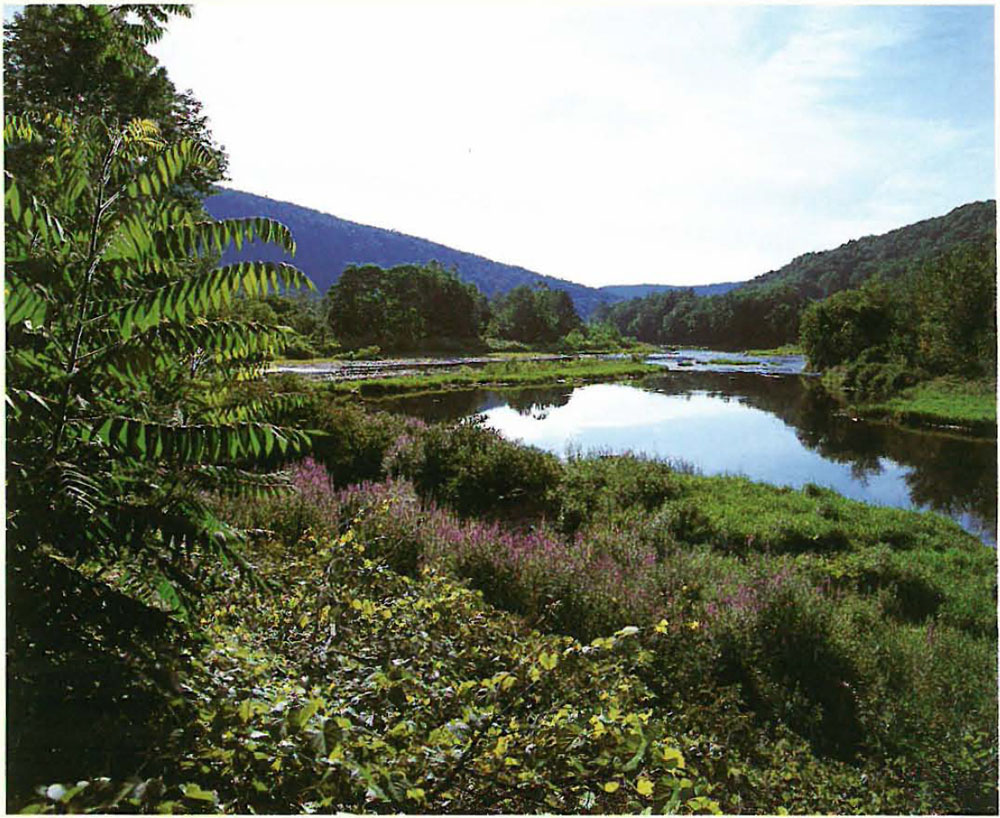 Enricos Zen Quartet Along the Beaverkill where I have fished for thirty-six - photo 15