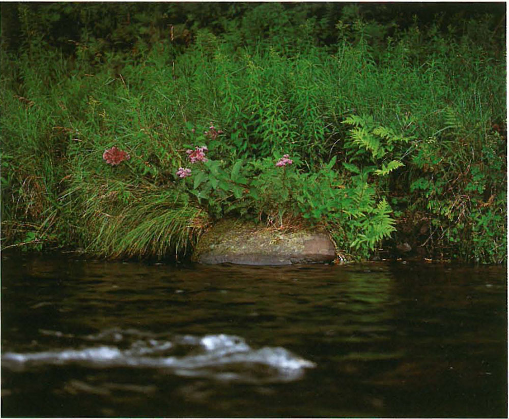 Enricos Zen Quartet Along the Beaverkill where I have fished for thirty-six - photo 16