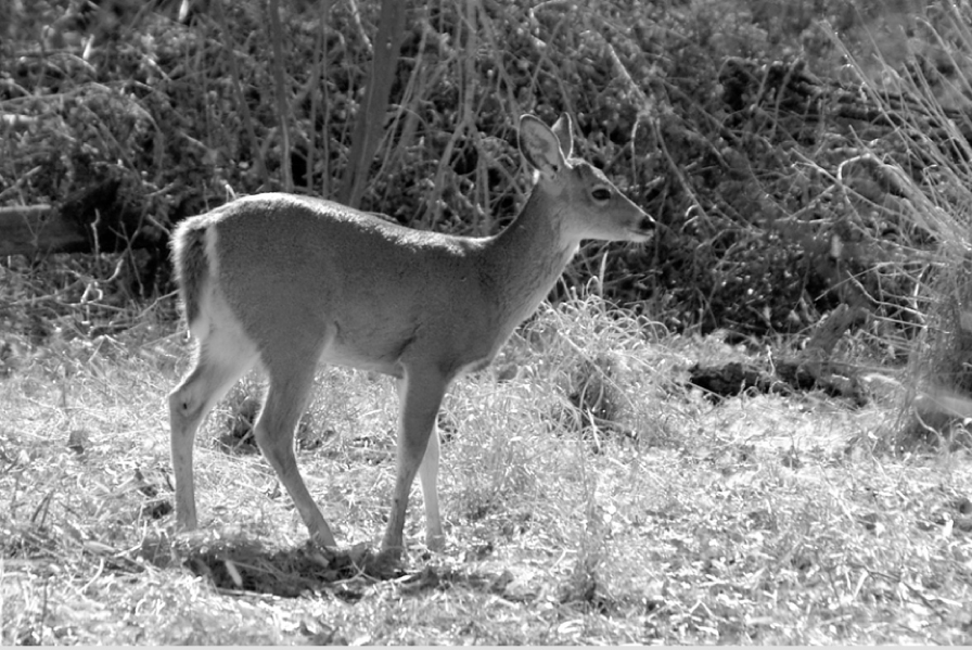 Mule deer are found from the bottom of the Grand Canyon to the highest - photo 2