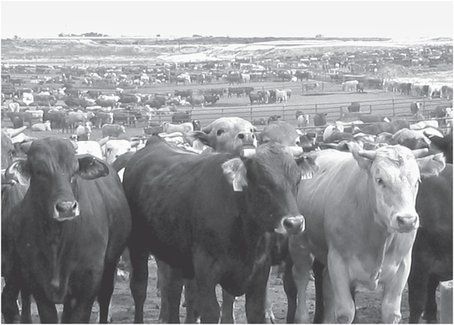 FIGURE 1 Cattle in a feedlot outside of Lubbock Texas When we arrived at - photo 4