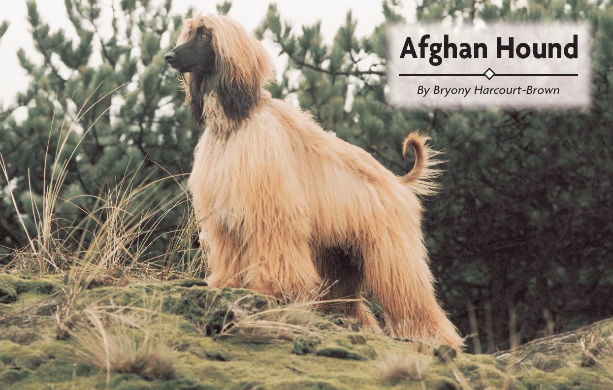 Contents Graceful and fleet of foot the Afghan Hound is an elegant - photo 2