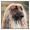 Graceful and fleet of foot the Afghan Hound is an elegant sighthound of noble - photo 3