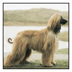 Learn the requirements of a well-bred Afghan Hound by studying the description - photo 5