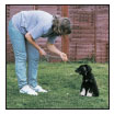 Begin with the basics of training the puppy and adult dog Learn the principles - photo 8