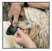 By Lowell Ackerman DVM DACVD Become your dogs healthcare advocate and a - photo 9