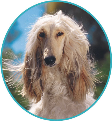 The Afghan Hound is one of the most beautiful and graceful as well as one of - photo 12