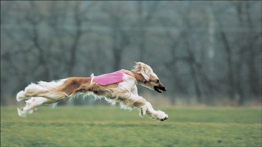 The Afghan Hound is one of the most beautiful and graceful as well as one of - photo 13