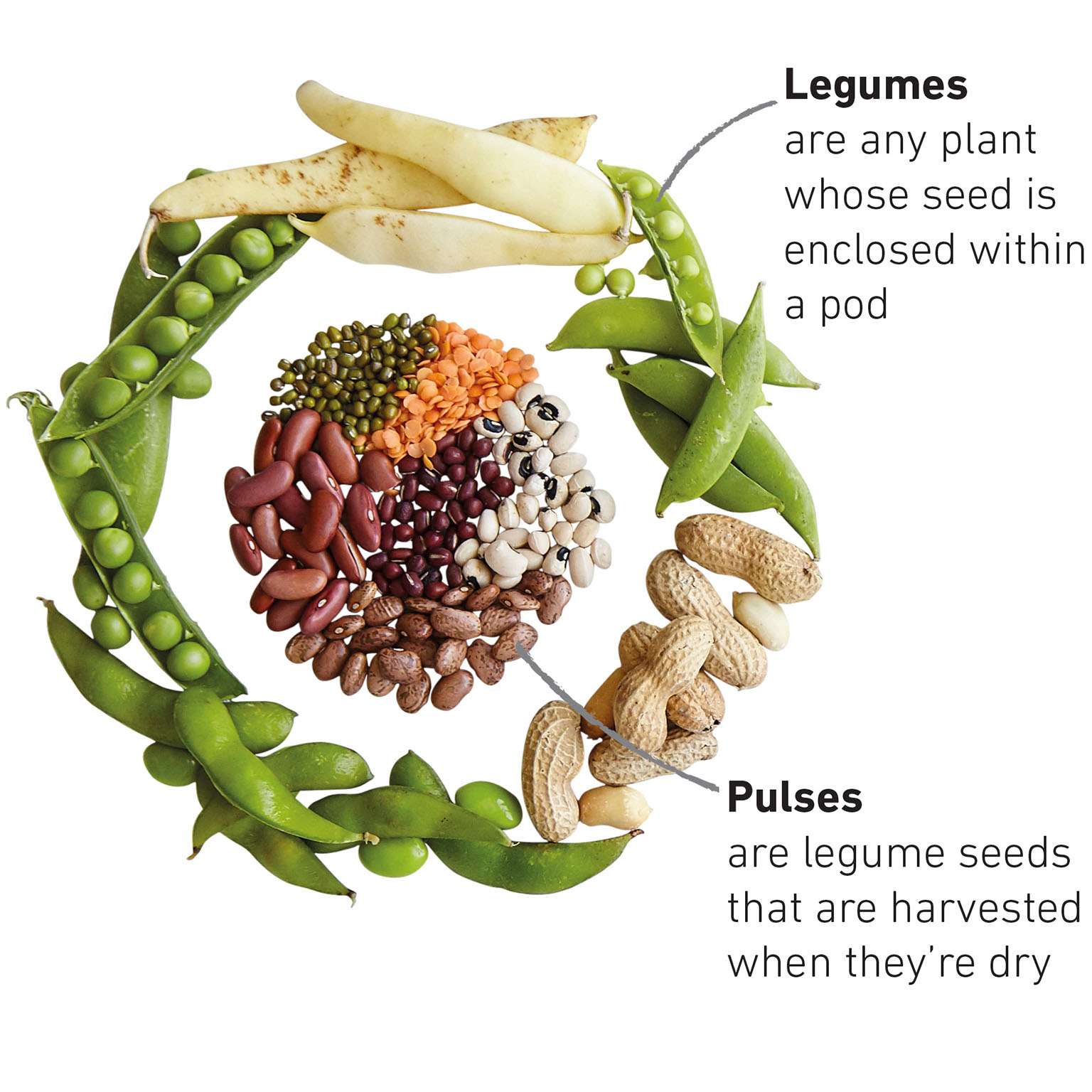 A kitchen staple Tasty and versatile pulses are a class of legume Unlike - photo 4