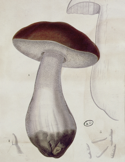 Boletus edulis early 19th century by Paul Louis Oudart Archives CharmetBAL - photo 3