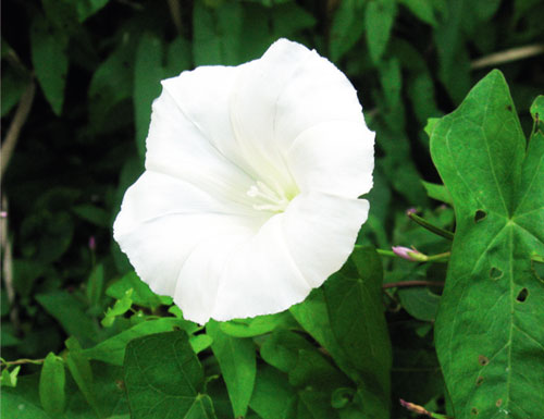 Hedge bindweed is handsome but rampant There is no standard botanical - photo 4