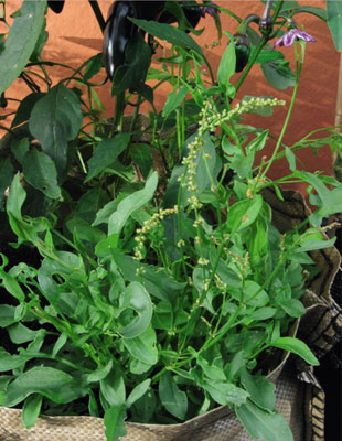 Sheeps sorrel growing with black Hungarian peppers Gardeners often find the - photo 5