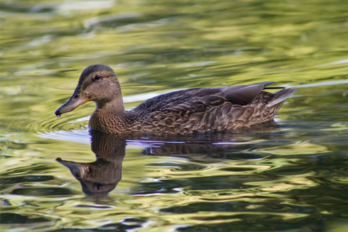 Chapter One How to Increase the Drama inYour Wildlife Photography - photo 1