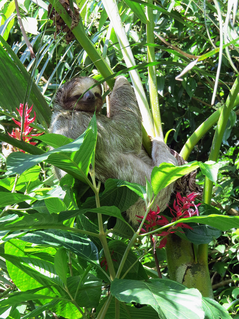 COLIN13362GETTY IMAGES COSTA RICAS TOP 12 PLAN YOUR TRIP Puerto Viejo de - photo 12