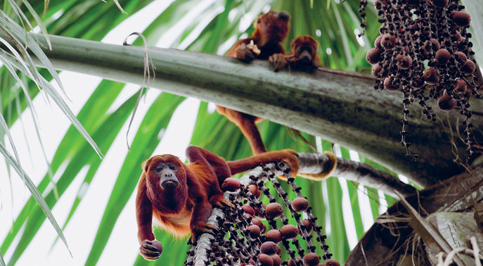 Red howler monkeys REBECCA YALEGETTY IMAGES Isla del Sol Lake Titicaca - photo 9