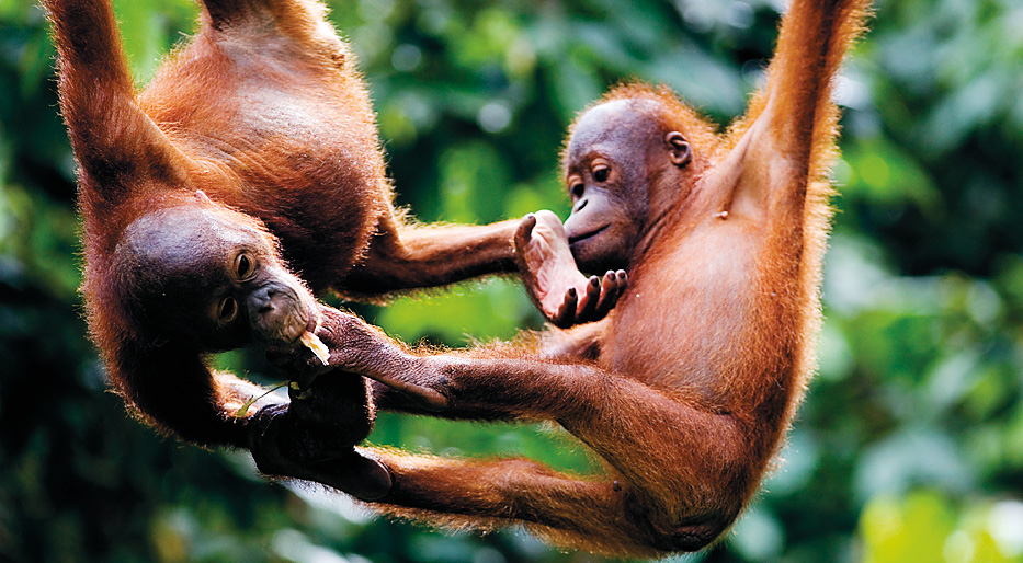 Orangutans at play Sepilok RICHARD IANSONGETTY IMAGES Jungle Wildlife - photo 5