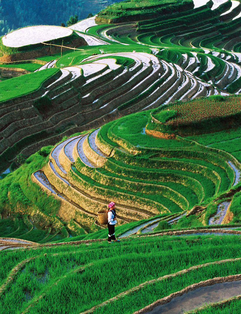 Zhuang girl walking through terraced rice paddies Guangxi KEREN SULONELY - photo 6