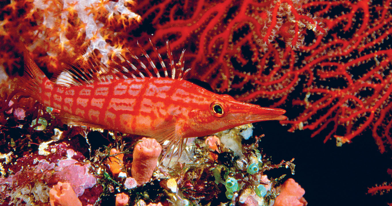 CASEY MAHANEY LONELY PLANET IMAGES Longnose hawkfish Suva Steamy Suva - photo 7