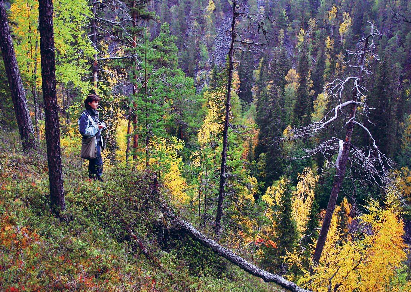 BLICKWINKEL ALAMY Oulanka National Park Design Shopping in Helsinki - photo 5