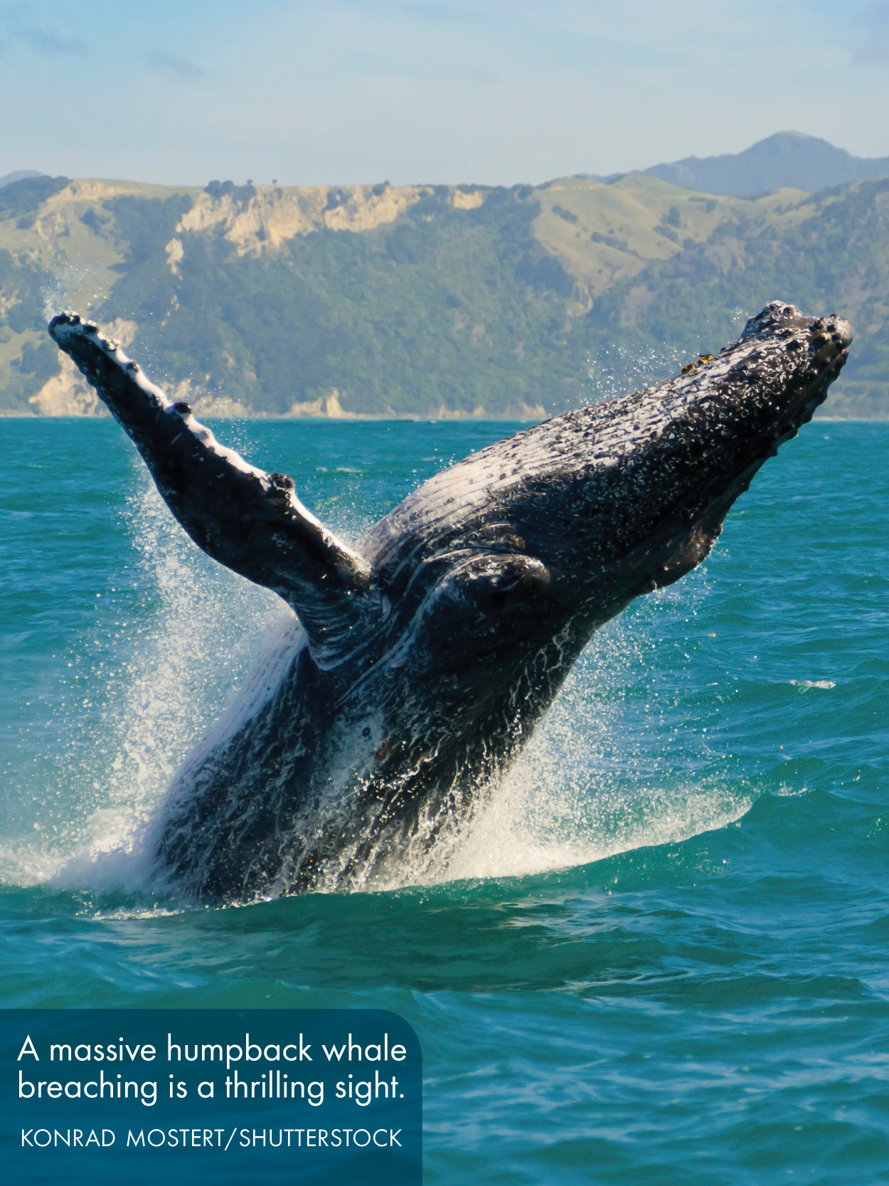 Auckland Northland and the Bay of Islan - photo 11