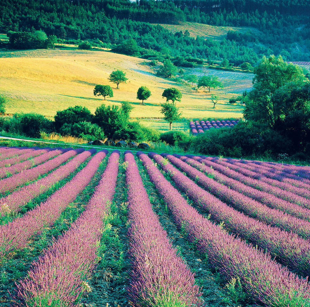 Provence Rolling fields of lavender Trip 22 MICHAEL BUSSELLEGETTY IMAGES - photo 4