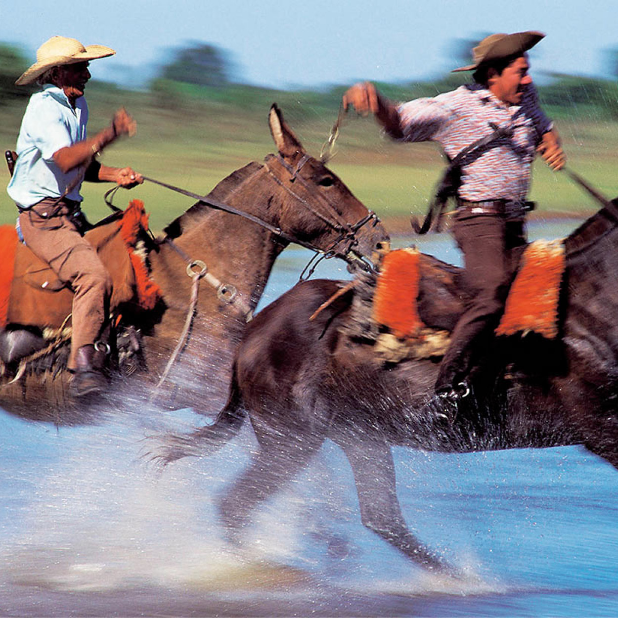 Top Attraction 3 The Pantanal The Pantanal is home to 650 bird species Lots - photo 6