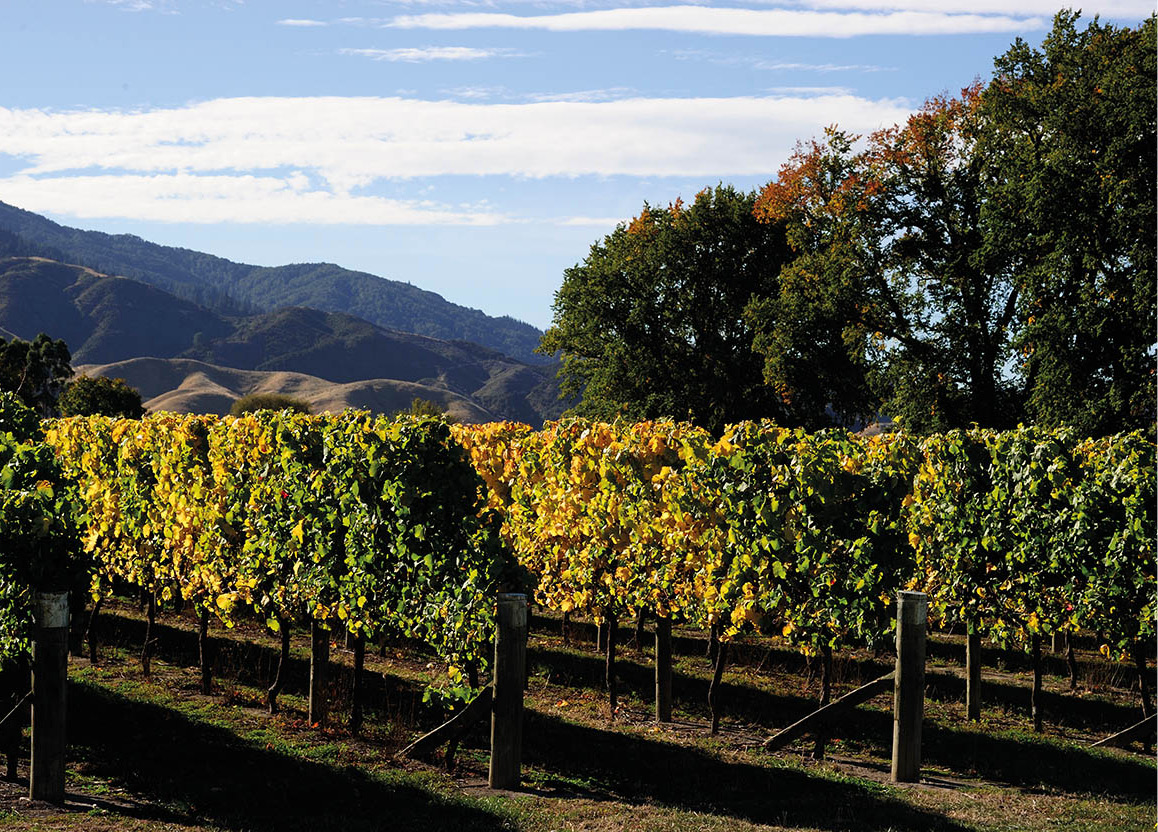 Food and wine Enjoy a vineyard tour at Martinborough the heart of the - photo 7