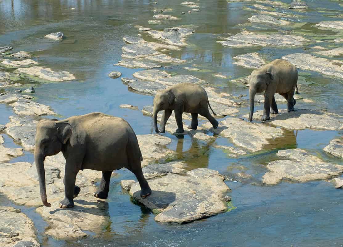 Animal lovers Watch the magnificent Gathering of the Elephants at Minneriya - photo 5