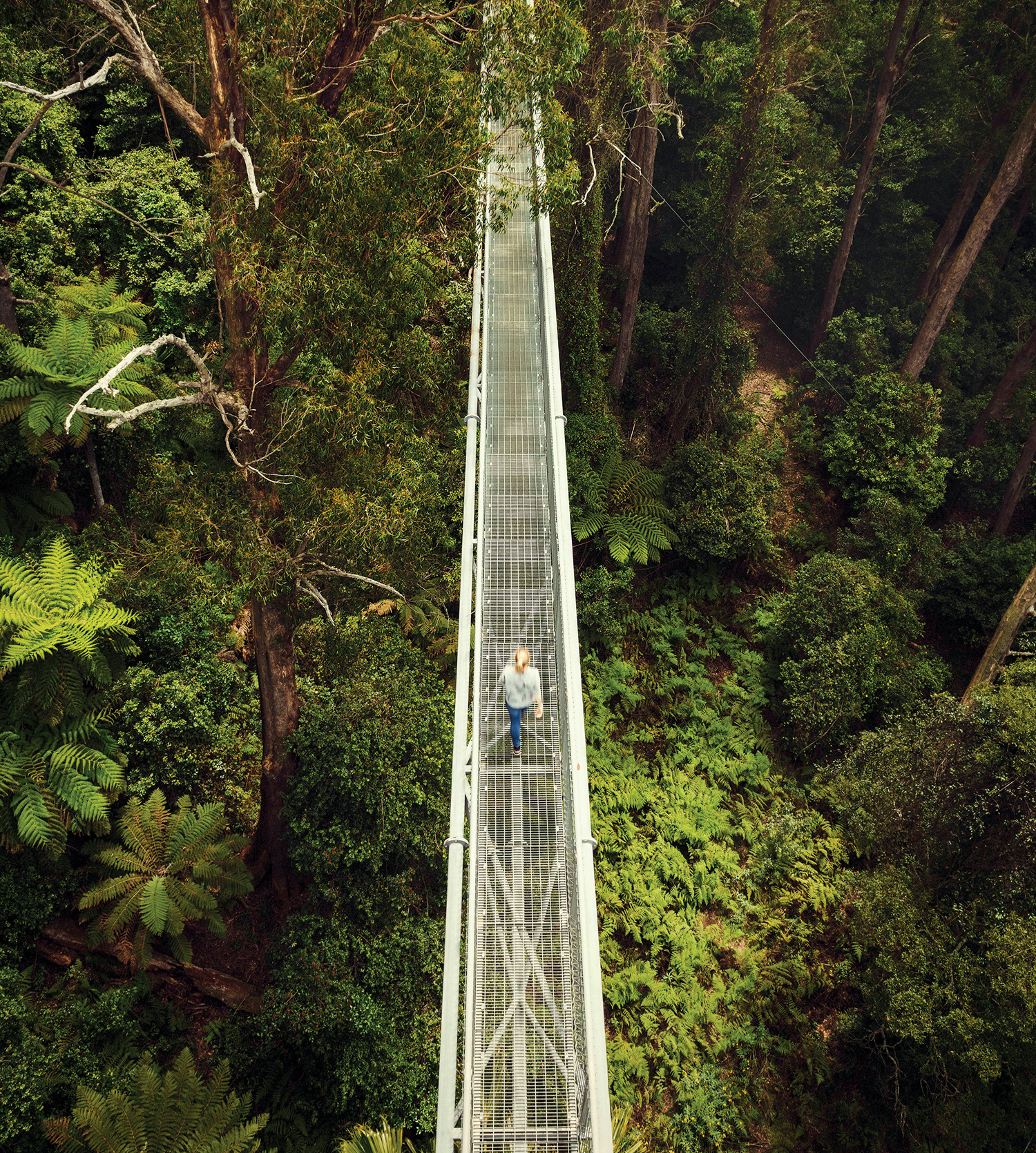 South coast Illawarra Fly Treetop Walk Jonathon Stokes Lonely Planet - photo 18