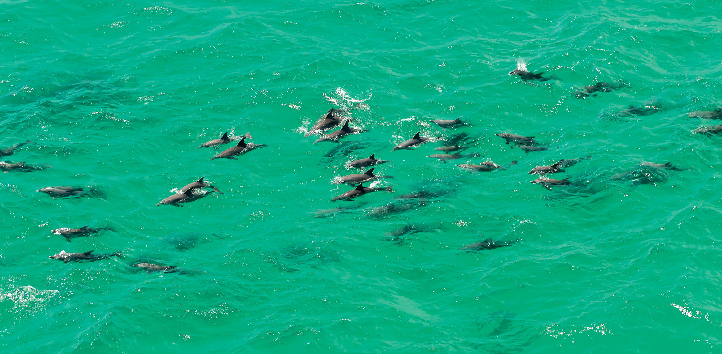 Byron Bay Dolphins at Cape Byron RugliG Shutterstock Byron Bay - photo 7