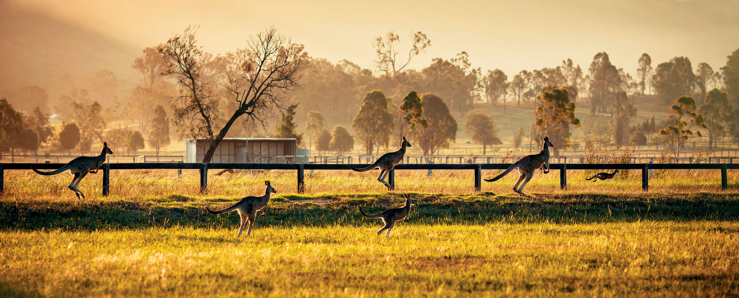 Hunter Valley Food and vines Andrey Bayda Shutterstock Bondi Beach - photo 9