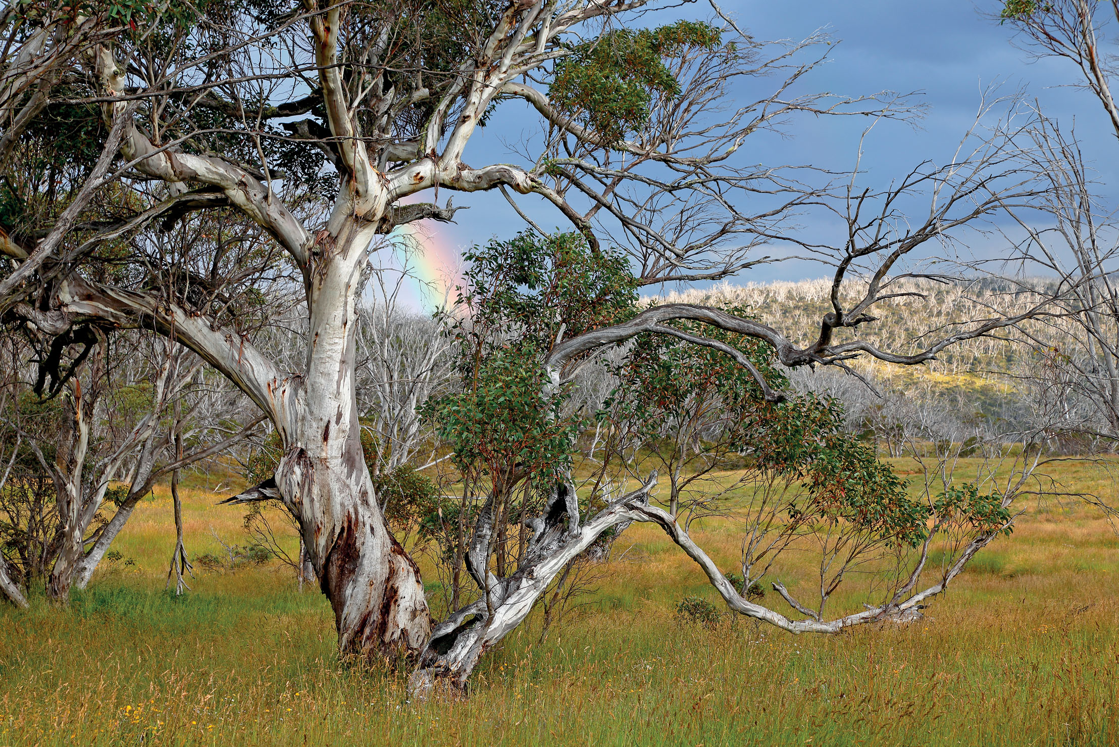 Kosciuszko National Park Snow gums in the Snowy Mountains Paul Wallace - photo 12