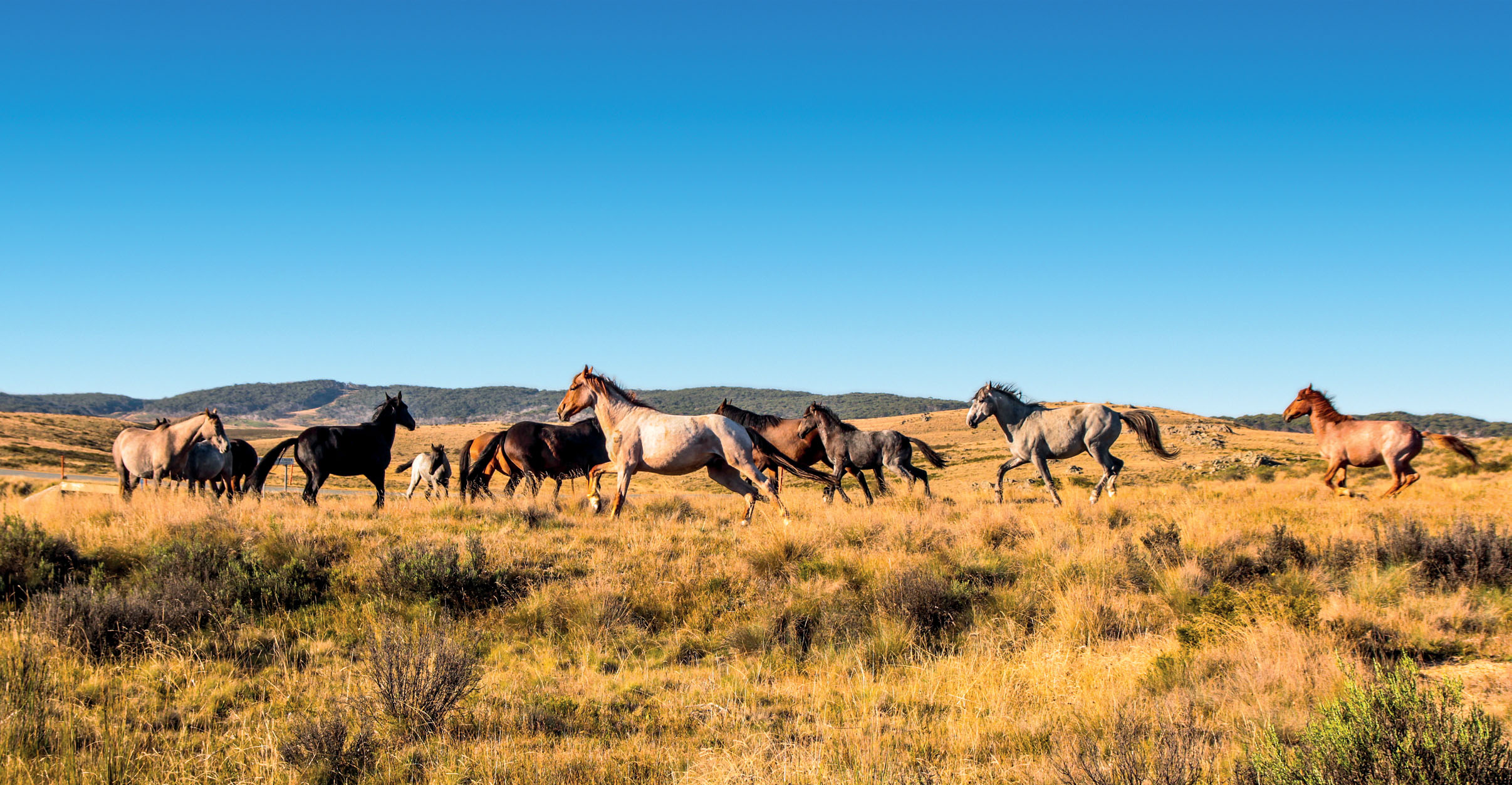 Snowy Mountains Wild brumbies Faraz Mirzaagha 500px Canberra City - photo 13