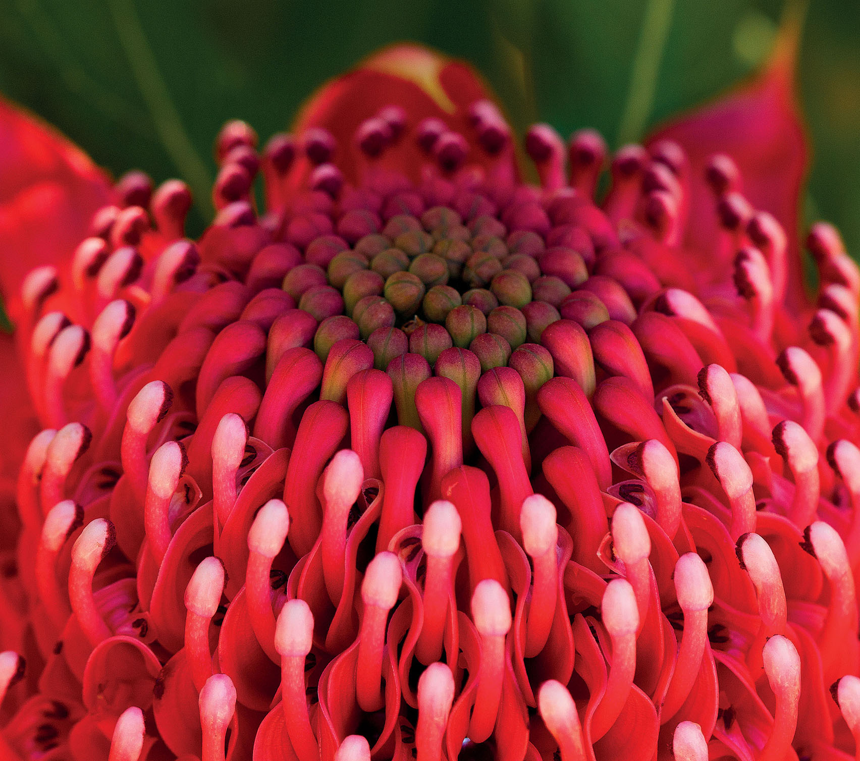 New South Wales The waratah state emblem Anna Calvert 500px South - photo 17