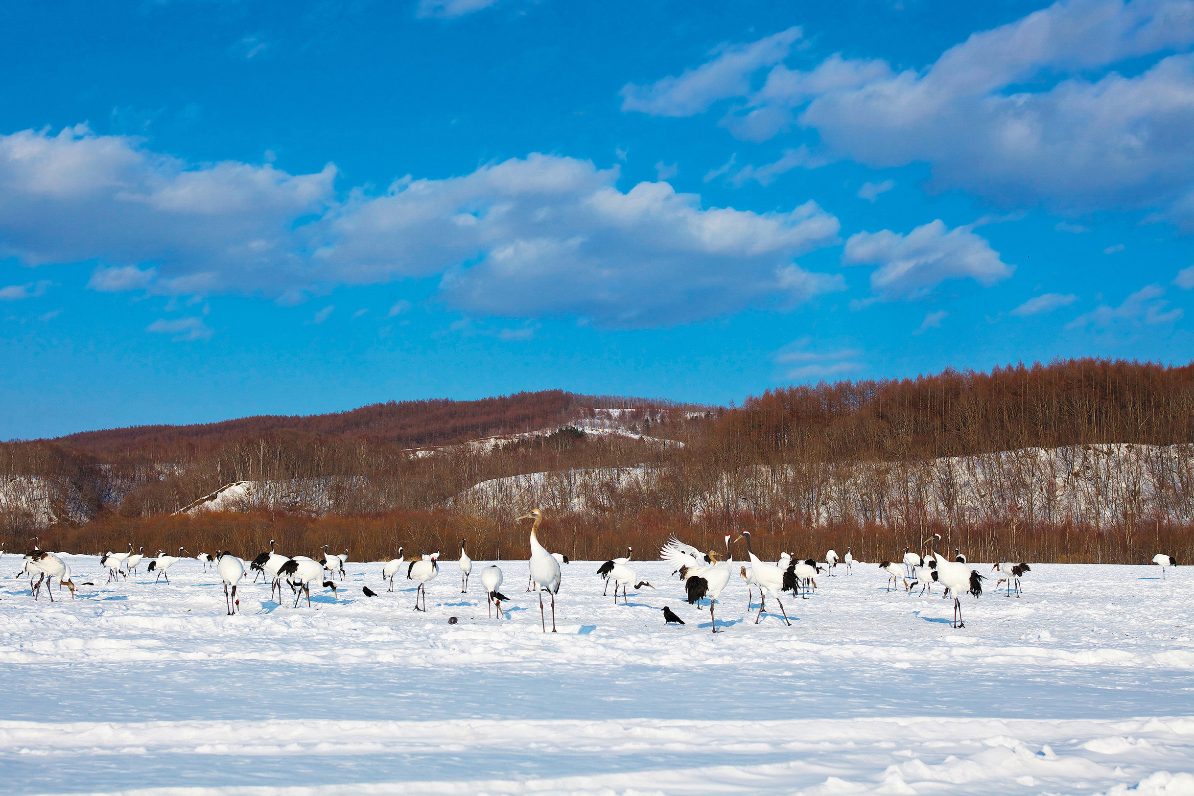 Kushiro-shitsugen National Park Red-crowned white cranes in the Hokkaid snow - photo 16