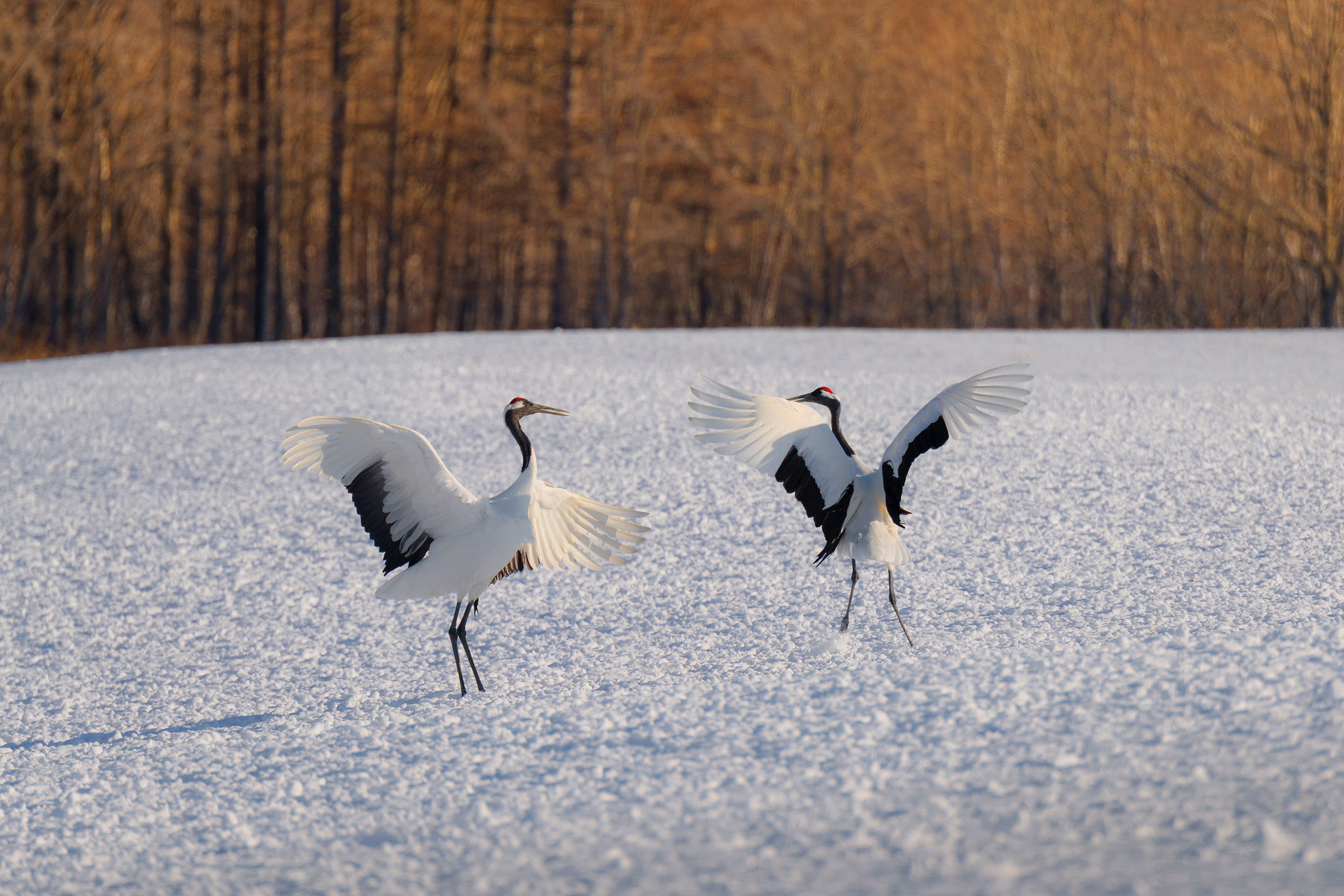 Kushiro-shitsugen National Park Red-crowned white cranes in the Hokkaid snow - photo 17