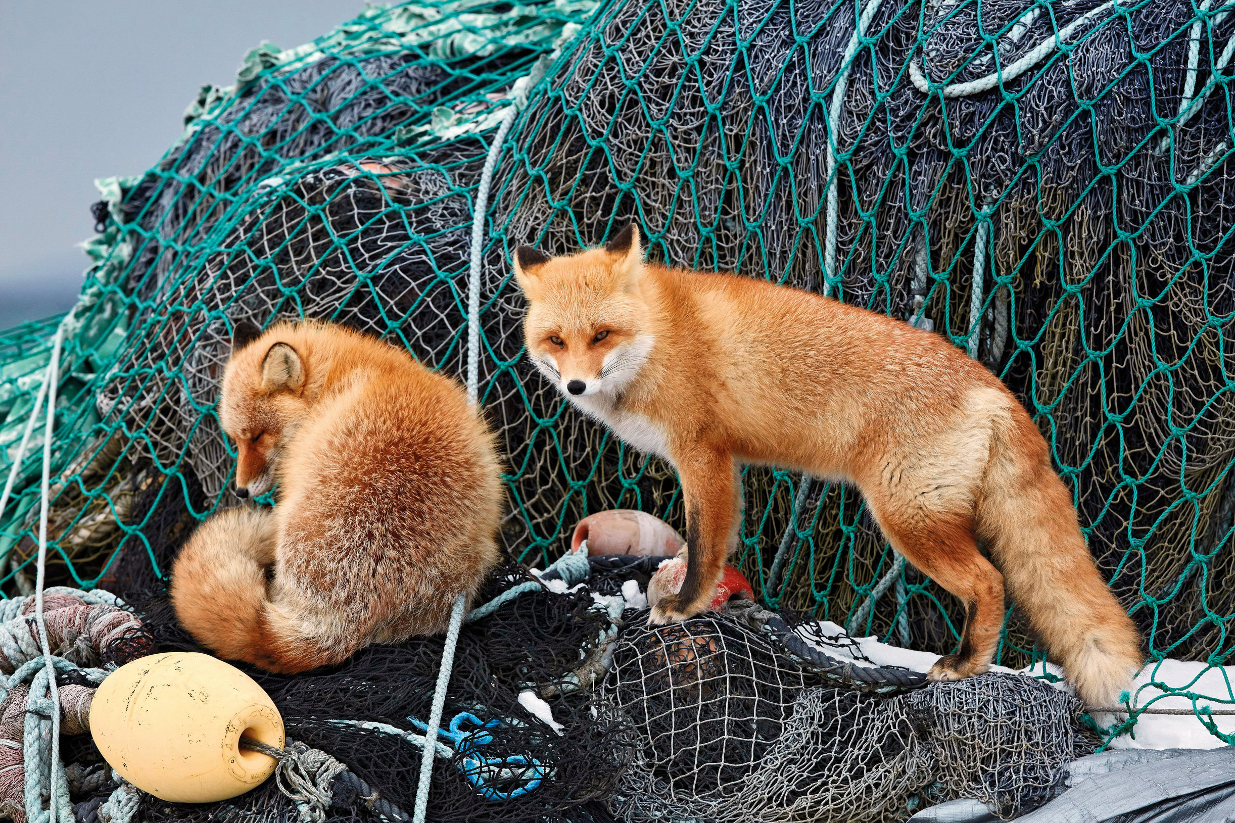 Hokkaid The Ezo fox is most commonly found in Kushiro-shitsugen National Park - photo 18