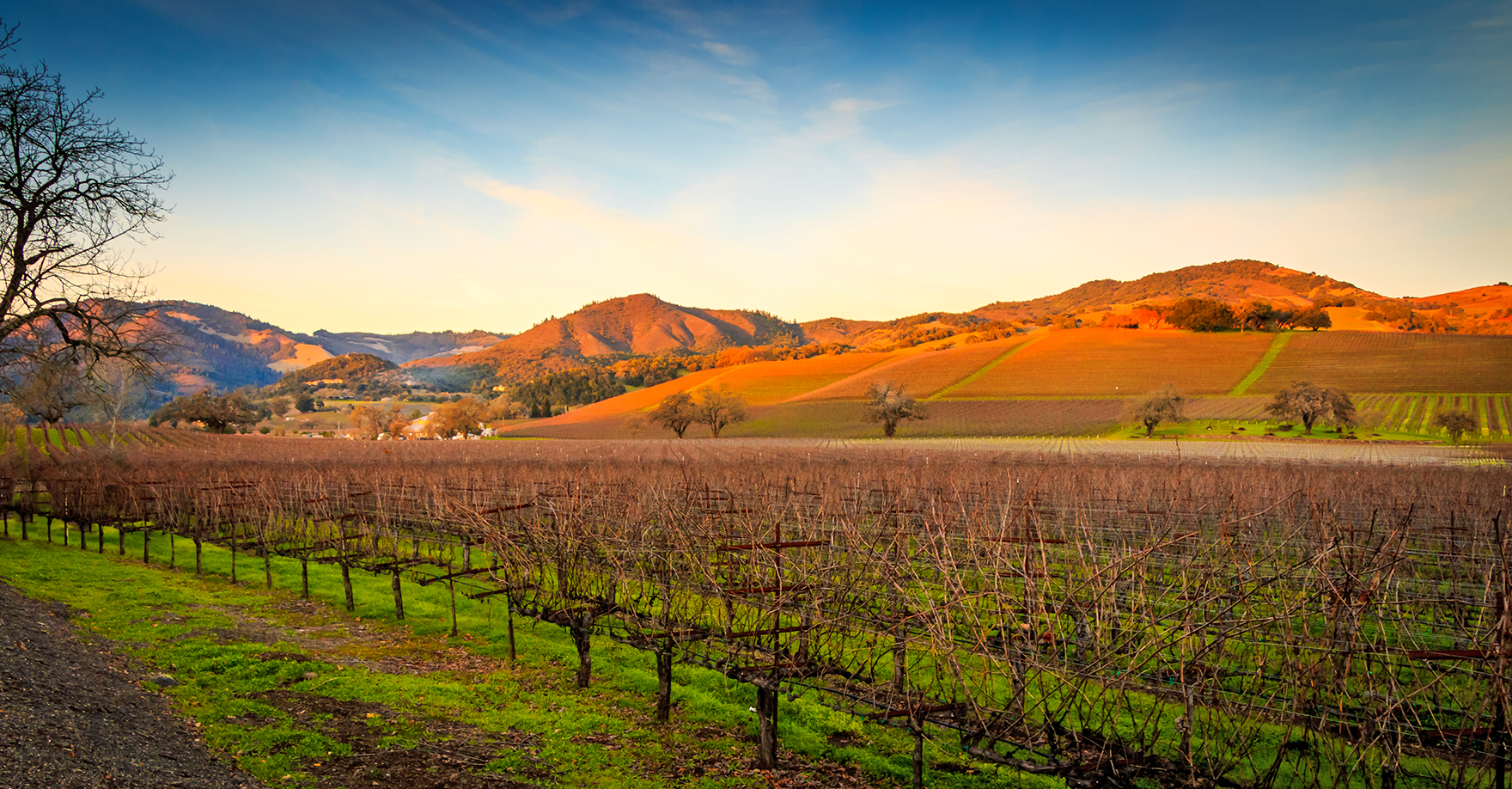 Vineyards Sonoma Wine Country TIMOTHY S ALLEN SHUTTERSTOCK CALIFORNIAS - photo 6