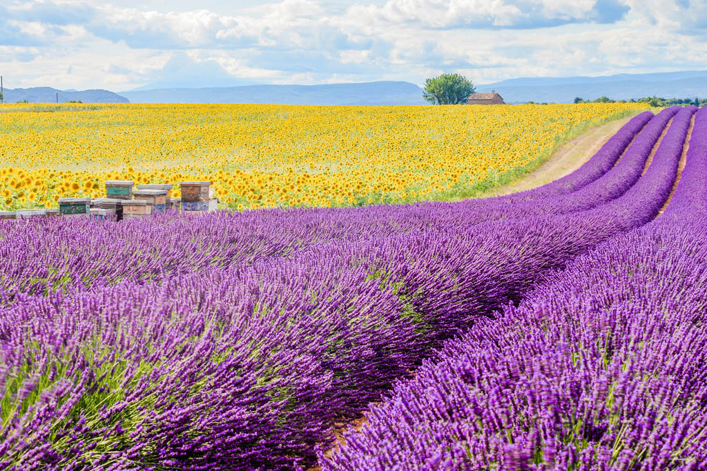 Fields of lavender and sunflowers LINHKING500PX France is a land of - photo 3