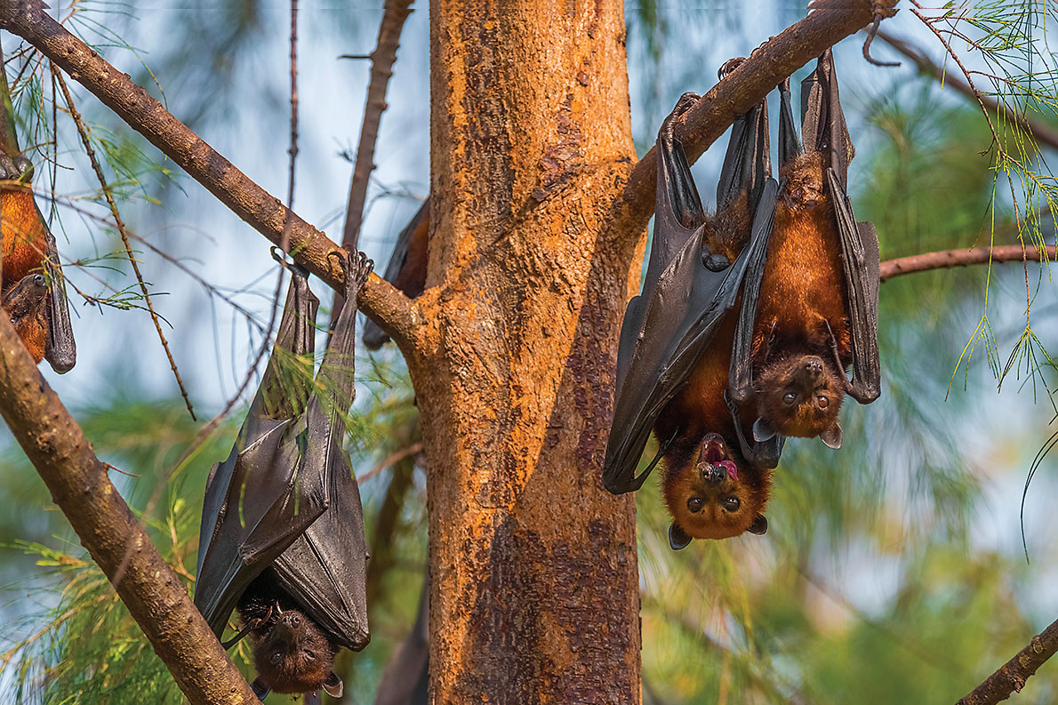 Flying foxes ALAN COPSONGETTY IMAGES Plan Your Trip Malaysia - photo 7